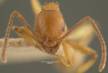 Media type: image; Entomology 20599   Aspect: head frontal view